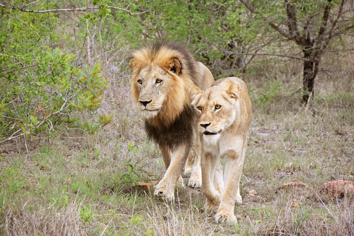 Lion Couple, Kruger National Park