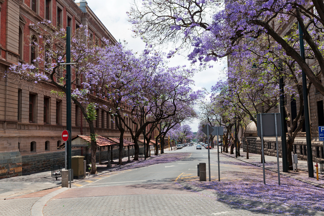 Pretoria the Jacaranda City