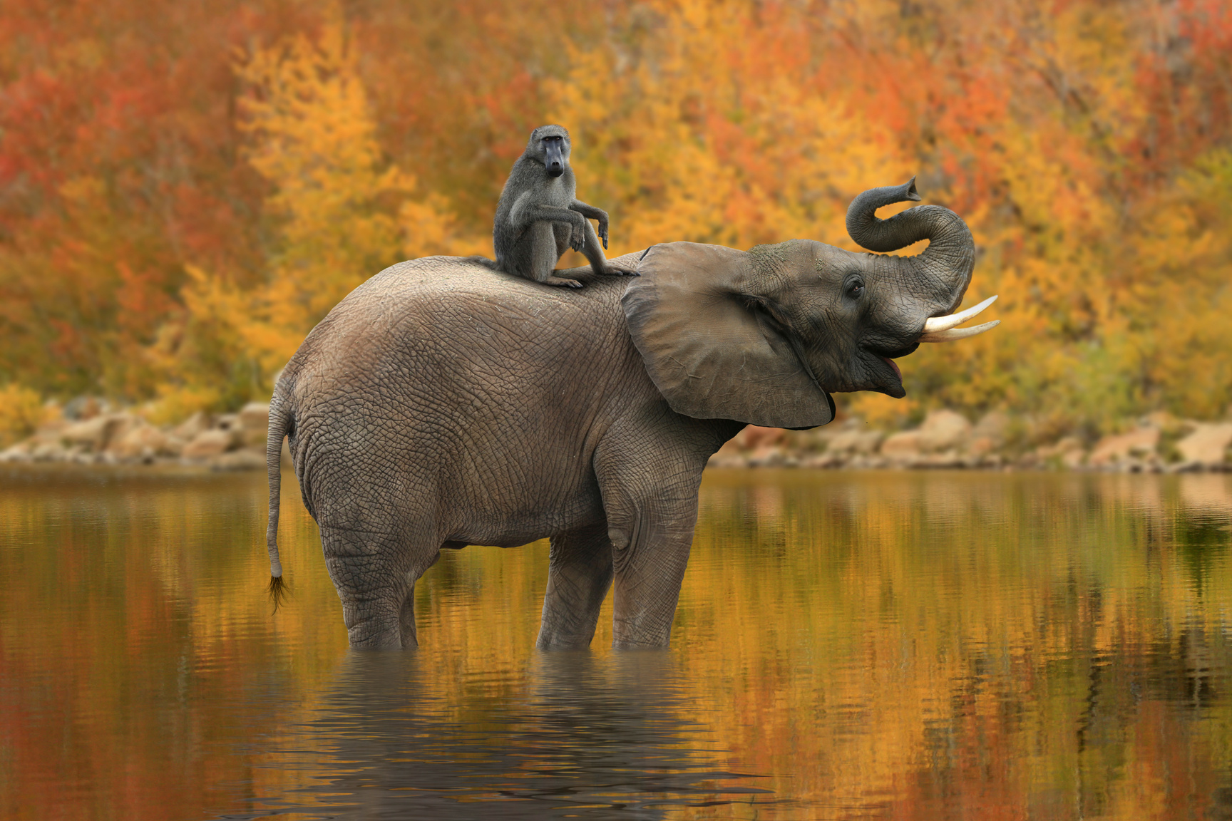African Elephant and Monkey