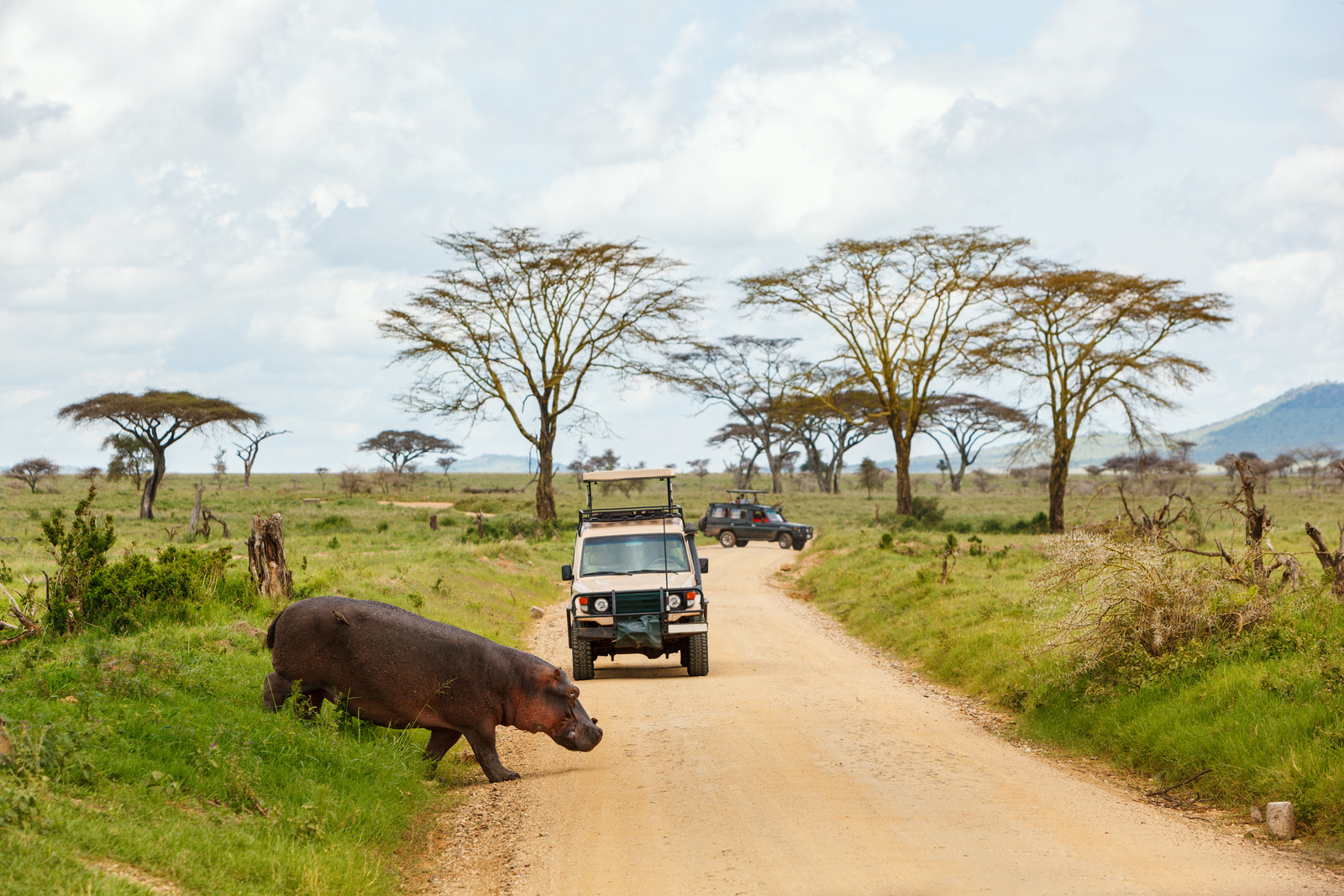 Game Drive in Safari