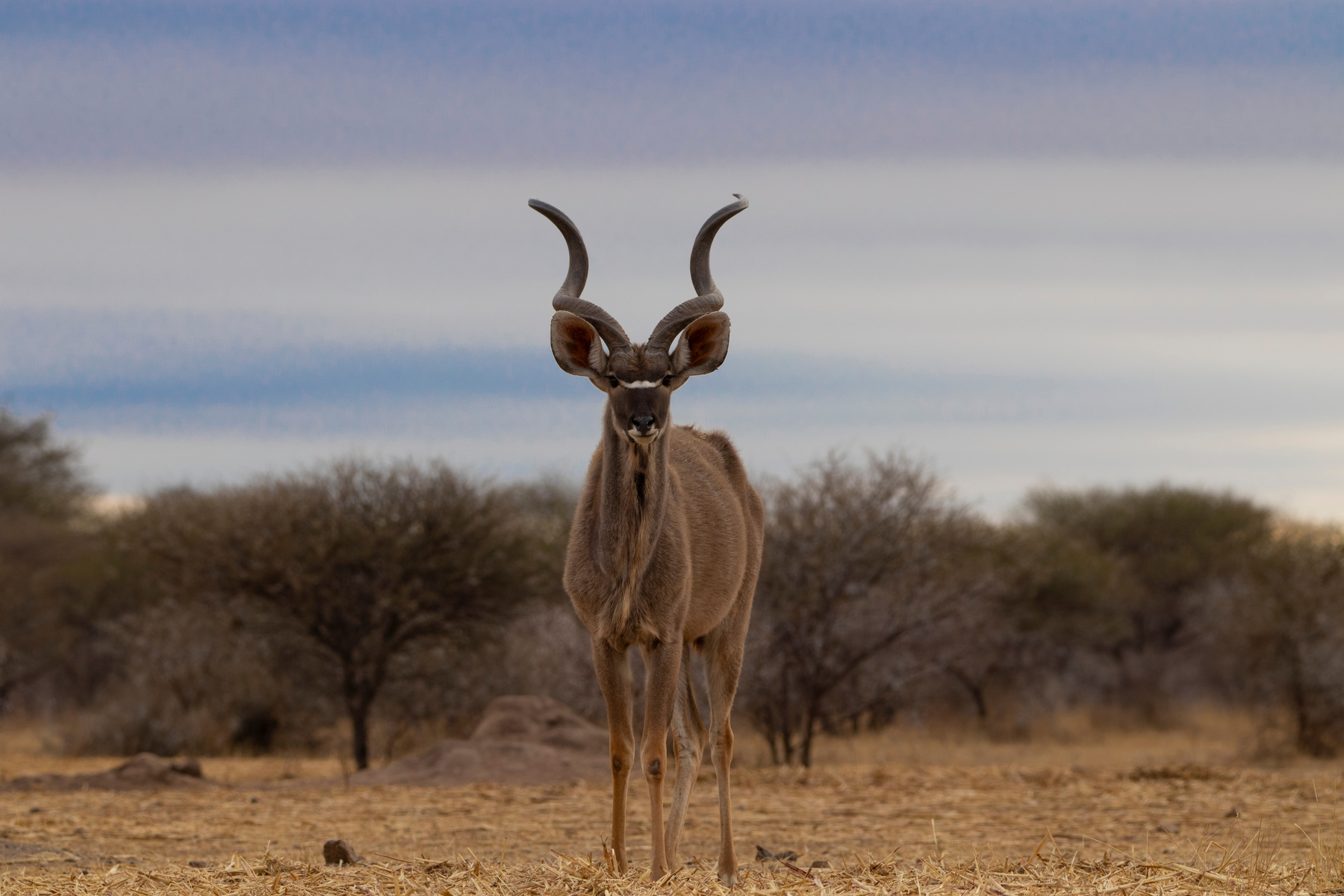 Kudu in Kruger national park