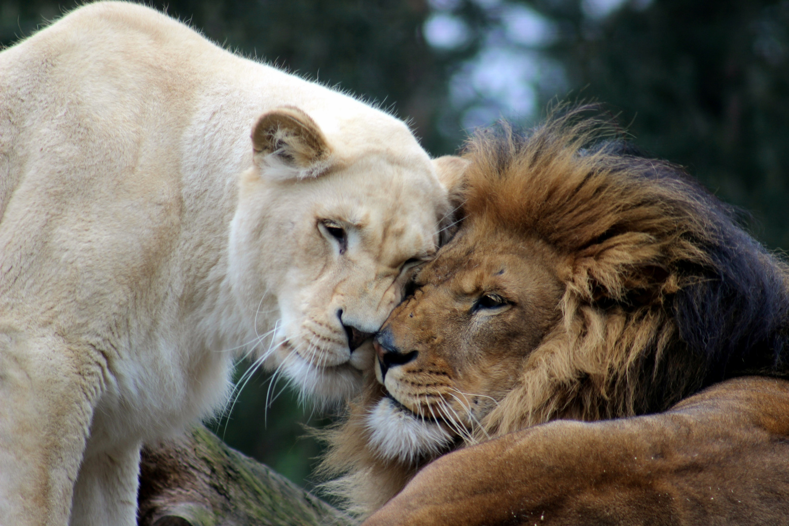 Lion and Lioness