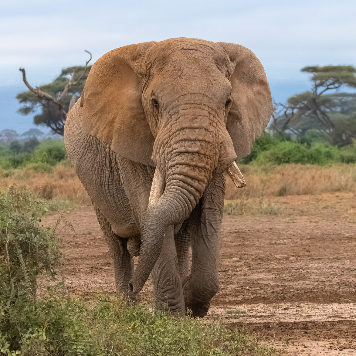 an old elephant walking